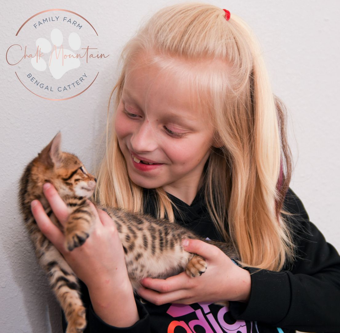 Chalk Mountain Bengal Cattery