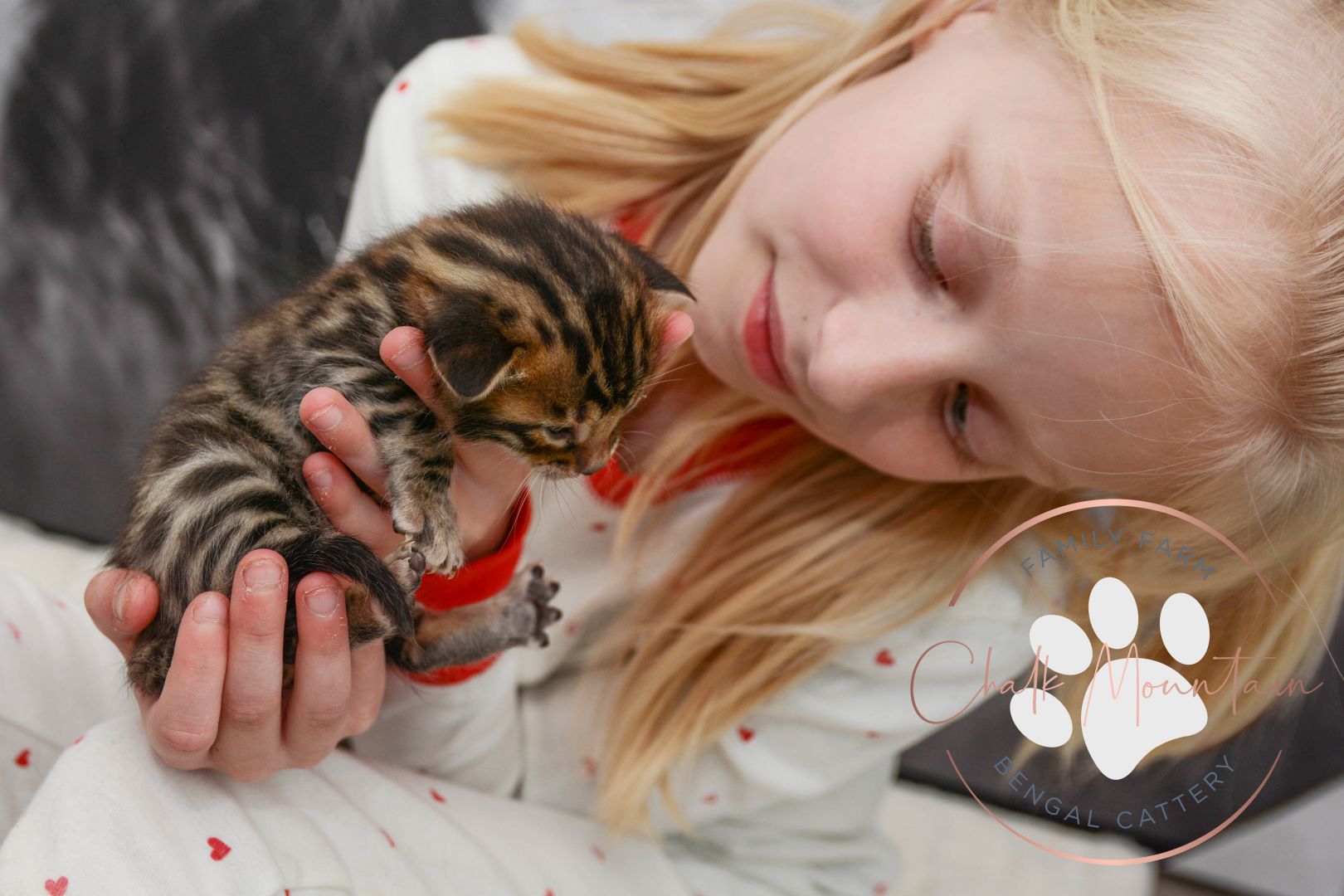 Chalk Mountain Bengal Cattery