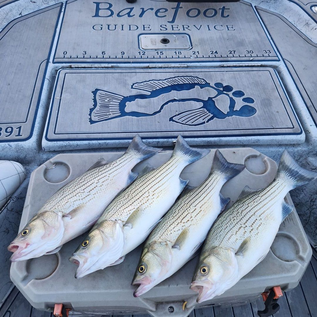 Lake Texoma Fishing Trips Texas - Barefoot Guide Service